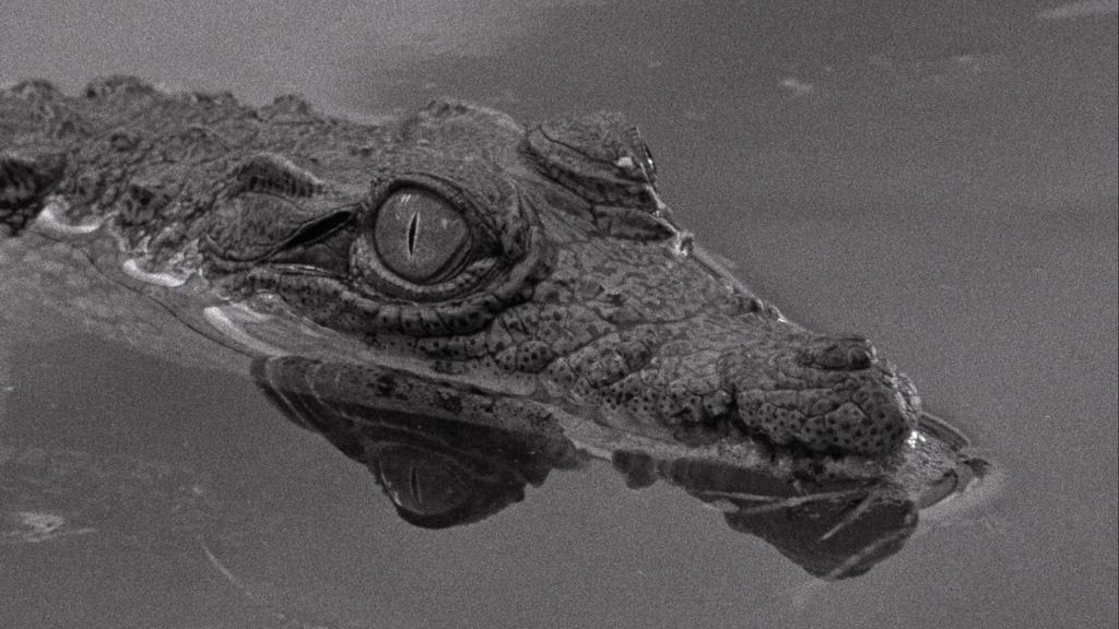 Ein melancholisches Krokodil (Copyright: )